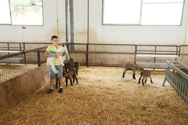 Dairy Khoury Farm Gates Opening